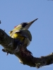 Filename=161_fotowilga~15.JPG
Filesize=240KB
Dimensions=525x700
Date added=Mar 13, 2019 161_fotowilga~15.JPG