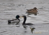 Filename=161_fotowilga~20.JPG
Filesize=111KB
Dimensions=640x457
Date added=Apr 28, 2016 161_fotowilga~20.JPG