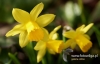 Filename=161_fotowilga~30.JPG
Filesize=72KB
Dimensions=640x411
Date added=Mar 26, 2017 161_fotowilga~30.JPG