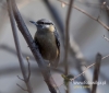 Filename=161_fotowilga~31.JPG
Filesize=69KB
Dimensions=564x480
Date added=Apr 02, 2017 161_fotowilga~31.JPG