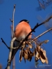 Filename=161_fotowilga~45.JPG
Filesize=243KB
Dimensions=525x700
Date added=Feb 24, 2018 161_fotowilga~45.JPG