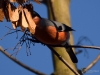 Filename=161_fotowilga~47.JPG
Filesize=243KB
Dimensions=700x525
Date added=Mar 31, 2018 161_fotowilga~47.JPG
