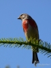 Filename=161_fotowilga~55.JPG
Filesize=226KB
Dimensions=525x700
Date added=Jul 11, 2019 161_fotowilga~55.JPG