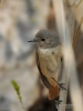 Filename=161_fotowilga~57.JPG
Filesize=241KB
Dimensions=525x700
Date added=Oct 29, 2019 161_fotowilga~57.JPG