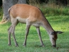 Filename=161_fotowilga~58.JPG
Filesize=384KB
Dimensions=700x525
Date added=Nov 02, 2019 161_fotowilga~58.JPG