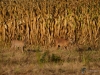 161_fotowilga~59.JPG