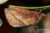 Filename=162_fotowilga~0.JPG
Filesize=135KB
Dimensions=720x480
Date added=Sep 09, 2012 162_fotowilga~0.JPG