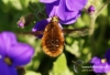 Filename=162_fotowilga~12.JPG
Filesize=112KB
Dimensions=720x493
Date added=May 18, 2014 162_fotowilga~12.JPG