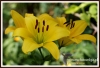 Filename=162_fotowilga~13.JPG
Filesize=93KB
Dimensions=640x438
Date added=Nov 14, 2014 162_fotowilga~13.JPG
