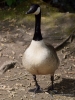 Filename=162_fotowilga~53.JPG
Filesize=279KB
Dimensions=525x700
Date added=Nov 10, 2019 162_fotowilga~53.JPG