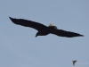 Filename=162_fotowilga~56.JPG
Filesize=167KB
Dimensions=700x525
Date added=Dec 07, 2019 162_fotowilga~56.JPG