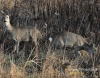 163_fotowilga~20.JPG