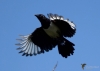 Filename=163_fotowilga~43.JPG
Filesize=165KB
Dimensions=700x500
Date added=Jan 24, 2018 163_fotowilga~43.JPG