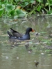 Filename=163_fotowilga~44.JPG
Filesize=286KB
Dimensions=525x700
Date added=Jan 31, 2018 163_fotowilga~44.JPG