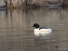 Filename=163_fotowilga~45.JPG
Filesize=258KB
Dimensions=700x525
Date added=Mar 18, 2019 163_fotowilga~45.JPG