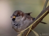 Filename=163_fotowilga~49.JPG
Filesize=258KB
Dimensions=700x525
Date added=Nov 01, 2018 163_fotowilga~49.JPG