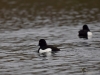 Filename=163_fotowilga~51.JPG
Filesize=242KB
Dimensions=700x525
Date added=Jun 02, 2019 163_fotowilga~51.JPG