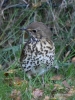 Filename=164_fotowilga~38.JPG
Filesize=367KB
Dimensions=525x700
Date added=Sep 25, 2019 164_fotowilga~38.JPG