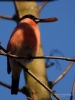 Filename=164_fotowilga~39.JPG
Filesize=225KB
Dimensions=525x700
Date added=Apr 28, 2018 164_fotowilga~39.JPG