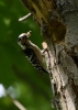 Filename=164_fotowilga~42.JPG
Filesize=245KB
Dimensions=499x700
Date added=Jan 04, 2019 164_fotowilga~42.JPG