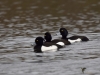 Filename=164_fotowilga~45.JPG
Filesize=244KB
Dimensions=700x525
Date added=May 16, 2019 164_fotowilga~45.JPG