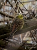 Filename=164_fotowilga~47.JPG
Filesize=288KB
Dimensions=525x700
Date added=Jun 30, 2019 164_fotowilga~47.JPG