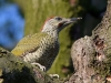 Filename=164_fotowilga~48.JPG
Filesize=345KB
Dimensions=700x525
Date added=Jul 06, 2019 164_fotowilga~48.JPG