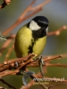 Filename=165_fotowilga~28.JPG
Filesize=51KB
Dimensions=360x480
Date added=Dec 09, 2016 165_fotowilga~28.JPG