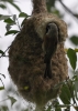 Filename=165_fotowilga~39.JPG
Filesize=247KB
Dimensions=499x700
Date added=Dec 02, 2017 165_fotowilga~39.JPG