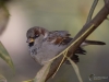 Filename=165_fotowilga~44.JPG
Filesize=223KB
Dimensions=700x525
Date added=Nov 02, 2018 165_fotowilga~44.JPG