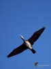 Filename=165_fotowilga~49.JPG
Filesize=199KB
Dimensions=525x700
Date added=May 24, 2019 165_fotowilga~49.JPG