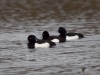 Filename=165_fotowilga~51.JPG
Filesize=241KB
Dimensions=700x525
Date added=Jun 02, 2019 165_fotowilga~51.JPG