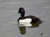 Filename=165_fotowilga~56.JPG
Filesize=200KB
Dimensions=700x525
Date added=Nov 14, 2019 165_fotowilga~56.JPG