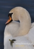 Filename=166_fotowilga~10.JPG
Filesize=62KB
Dimensions=336x480
Date added=Mar 30, 2015 166_fotowilga~10.JPG