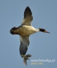 166_fotowilga~27.JPG