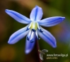 Filename=166_fotowilga~37.JPG
Filesize=70KB
Dimensions=548x480
Date added=Mar 20, 2017 166_fotowilga~37.JPG