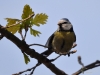 Filename=166_fotowilga~38.JPG
Filesize=215KB
Dimensions=700x525
Date added=Apr 23, 2017 166_fotowilga~38.JPG