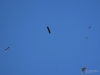 Filename=166_fotowilga~54.JPG
Filesize=170KB
Dimensions=700x525
Date added=May 08, 2019 166_fotowilga~54.JPG