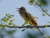 Filename=166_fotowilga~57.JPG
Filesize=233KB
Dimensions=700x525
Date added=Jun 09, 2019 166_fotowilga~57.JPG