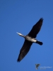 Filename=166_fotowilga~60.JPG
Filesize=198KB
Dimensions=525x700
Date added=Oct 15, 2019 166_fotowilga~60.JPG