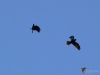 166_fotowilga~64.JPG