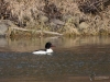 166_fotowilga~66.JPG