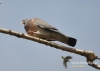Filename=166_fotowilga~7.JPG
Filesize=79KB
Dimensions=640x457
Date added=Oct 12, 2014 166_fotowilga~7.JPG