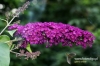 Filename=167_fotowilga~0.JPG
Filesize=135KB
Dimensions=720x480
Date added=Oct 11, 2012 167_fotowilga~0.JPG