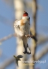 Filename=167_fotowilga~34.JPG
Filesize=63KB
Dimensions=343x480
Date added=Jan 08, 2017 167_fotowilga~34.JPG