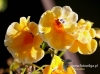 Filename=167_fotowilga~36.JPG
Filesize=96KB
Dimensions=640x475
Date added=Feb 18, 2017 167_fotowilga~36.JPG