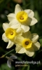 Filename=167_fotowilga~37.JPG
Filesize=68KB
Dimensions=288x480
Date added=Feb 19, 2017 167_fotowilga~37.JPG
