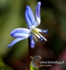 Filename=167_fotowilga~39.JPG
Filesize=62KB
Dimensions=455x480
Date added=Mar 20, 2017 167_fotowilga~39.JPG