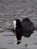 Filename=167_fotowilga~53.JPG
Filesize=194KB
Dimensions=525x700
Date added=May 06, 2019 167_fotowilga~53.JPG