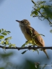 Filename=167_fotowilga~55.JPG
Filesize=234KB
Dimensions=525x700
Date added=Jun 14, 2019 167_fotowilga~55.JPG